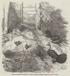 Nido del Pavo de Matorral, en los Jardines de la Sociedad Zoológica, Regent